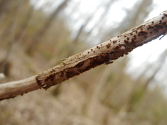 Trichopezizella barbata