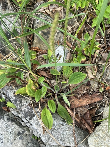 Plantago camtschatica, photograph 3