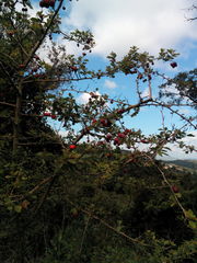 Crataegus monogyna