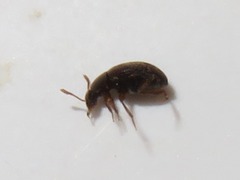 Leiodidae