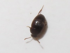 Leiodidae