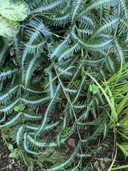 Pteris argyraea