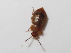 Anthobium unicolor