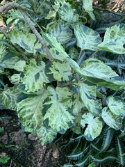 Polyscias balfouriana