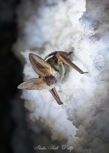Gaisler's long-eared bat