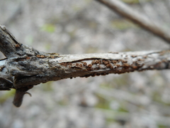 Trichopezizella barbata