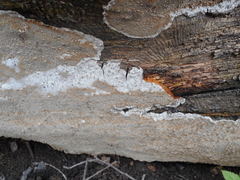 Phellinus laevigatus
