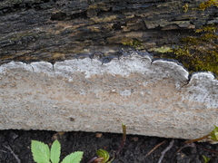 Phellinus laevigatus
