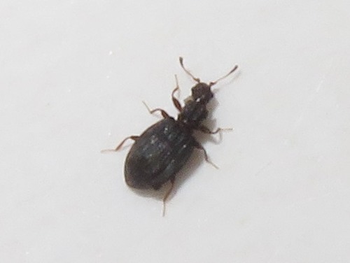 Swollen Fungus Beetle, Leidschendam, Nederland, photo 10 of 10