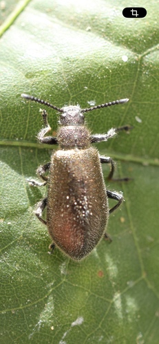 Hairy Darkling Beetle