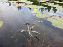 Utricularia radiata image