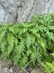 Saussurea pulchella