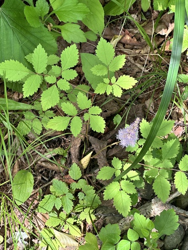 Astilbe rubra