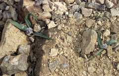 Bellevalia desertorum