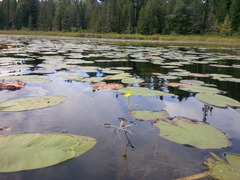 Utricularia radiata image