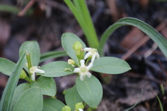 Fadogia stenophylla