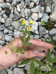 Potentilla cryptotaeniae, photograph (c) Tatyana Petrenko, some rights reserved (CC BY)