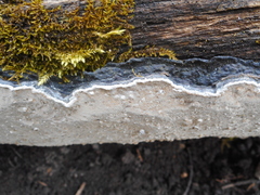 Phellinus laevigatus