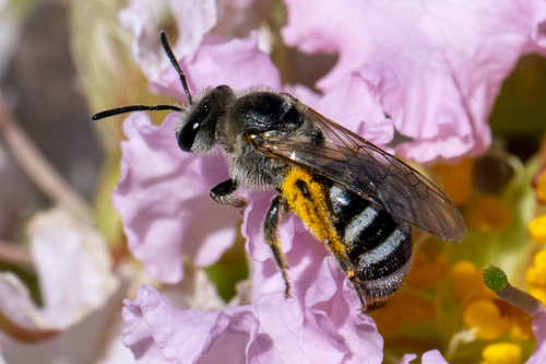 Tansy Mustard Sweat Bee