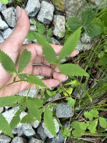 Potentilla cryptotaeniae, photograph 1