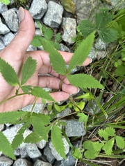 Potentilla cryptotaeniae