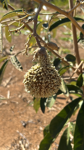 Zeyheria montana
