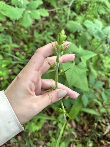 Veratrum maackii, photograph 4