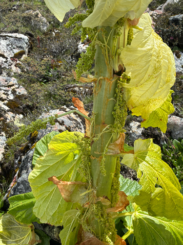 Rheum nobile, photograph 4