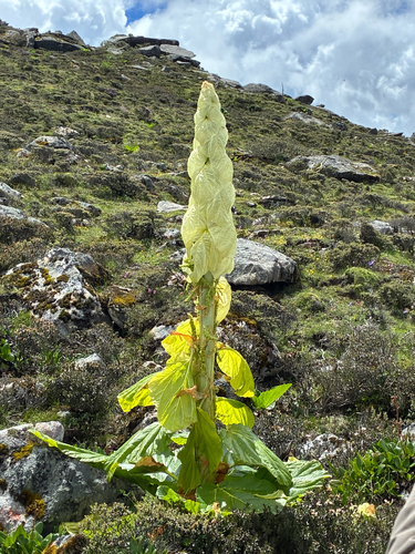 Rheum nobile, photograph 5