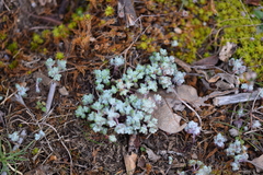 Sedum pedicellatum