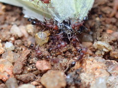 Monomorium delagoense