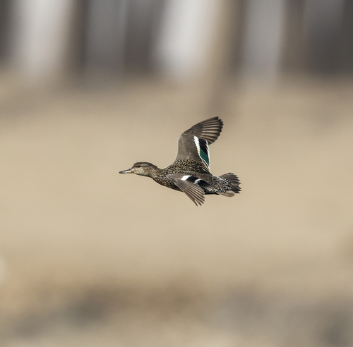 Green-winged Teal