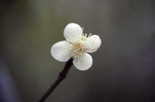 Eugenia lucida, photograph 5