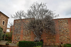 Ficus carica