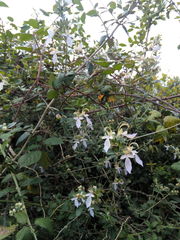 Teucrium fruticans
