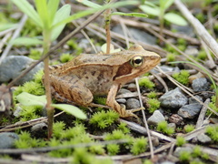 Rana japonica