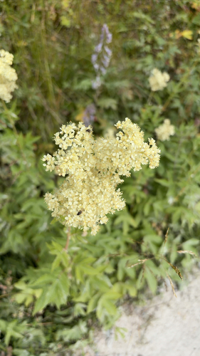 Meadowsweet