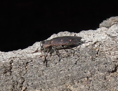 Chrysobothris affinis