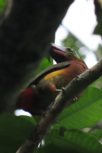 Golden-collared Toucanet (Selenidera reinwardtii), photo 2