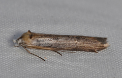 Ioptera