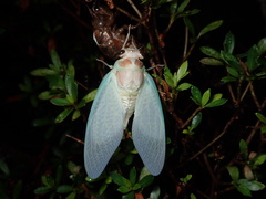 Graptopsaltria nigrofuscata
