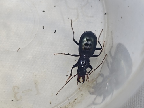 Stomis gigas