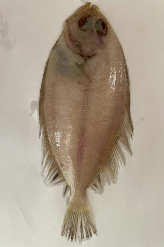 Four-spotted Megrim