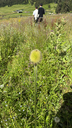 Dipsacus chinensis (Dipsacus chinensis)