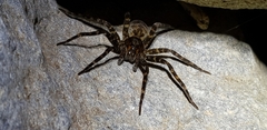 Dolomedes raptor
