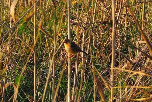 Southeastern Australian Golden-headed Cisticola