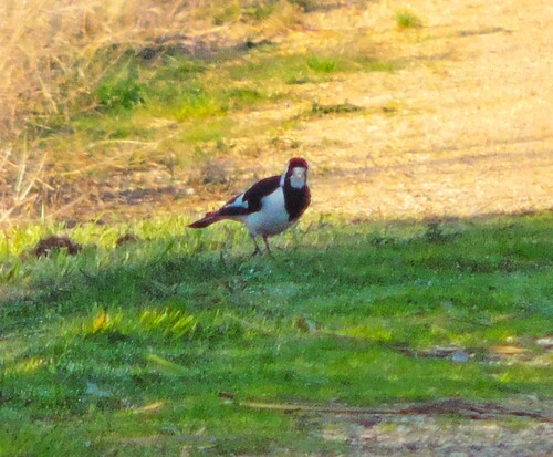 Common Magpie-lark