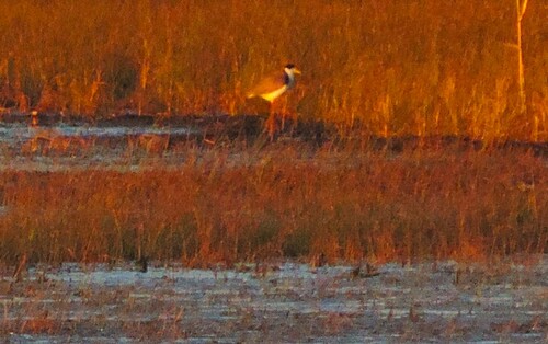Black-shouldered Masked Lapwing