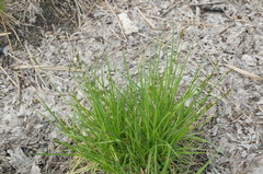 Carex otrubae