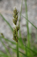 Carex otrubae